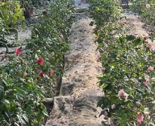 园艺种植项目绩效评价